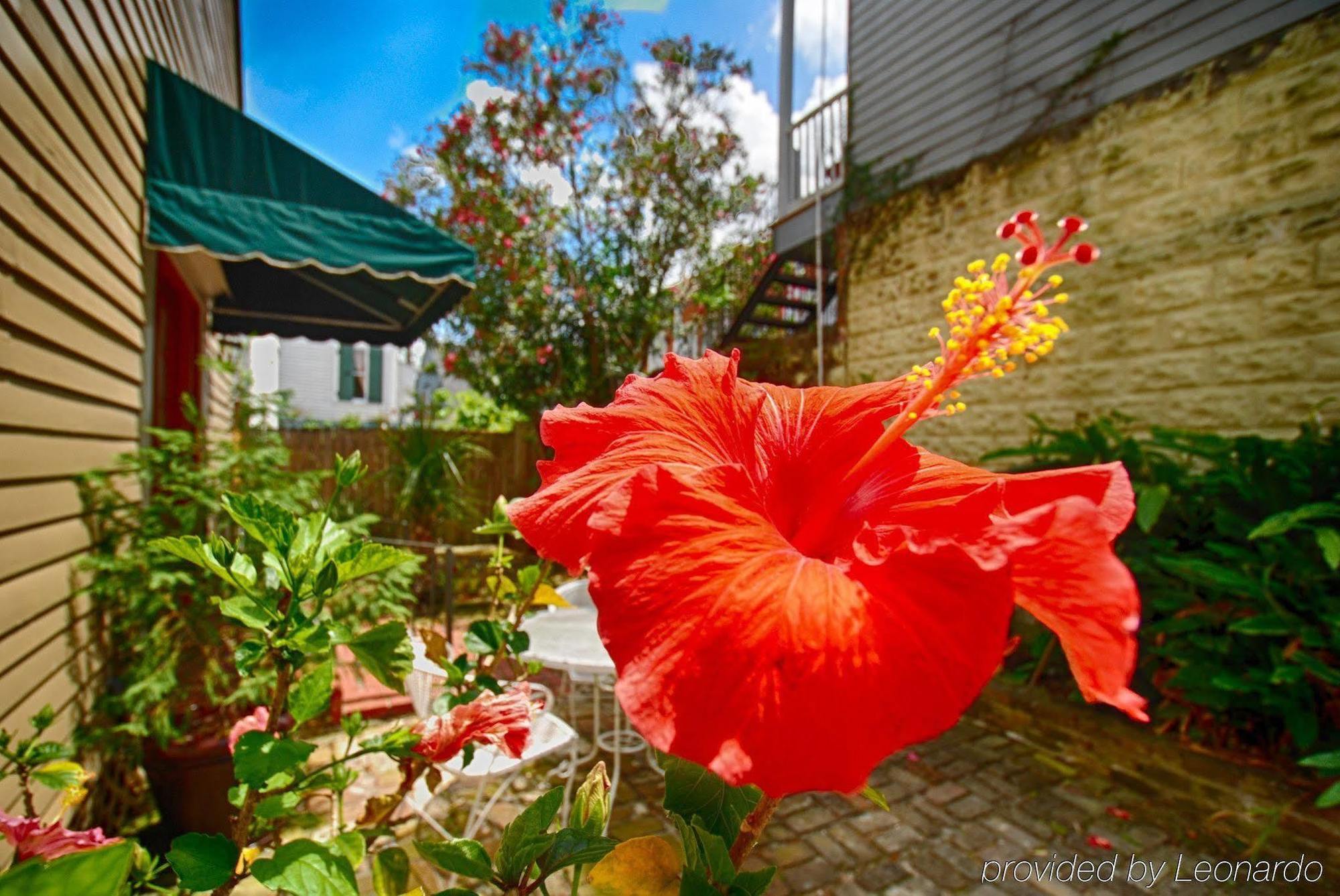 Lamothe House Hotel A French Quarter Guest Houses Property La Nouvelle-Orléans Extérieur photo